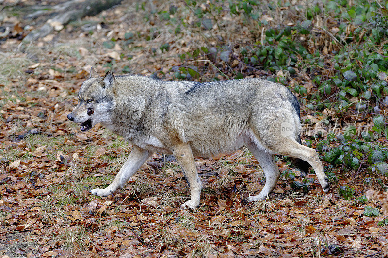 属狼种(Canis lupus)